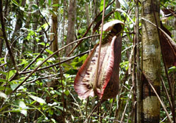 Bako National Park