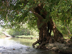 Laos