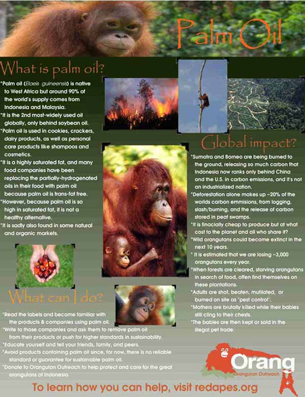 Palm Oil