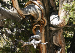 Bristlecone Pine