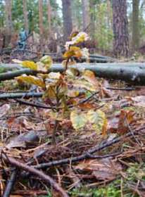 beech tree