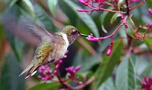 colibri