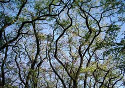 Robinia, Europian Acacia