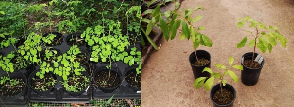 young trees